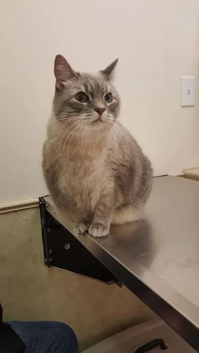 Animal Medical Center: Laura Luffman, DVM 12