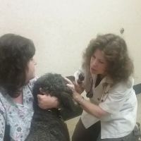 Animal Medical Center: Laura Luffman, DVM ico