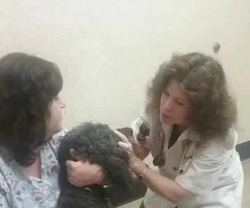 Animal Medical Center: Laura Luffman, DVM