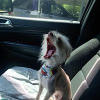 Mt. Hermon Animal Medical Center ico
