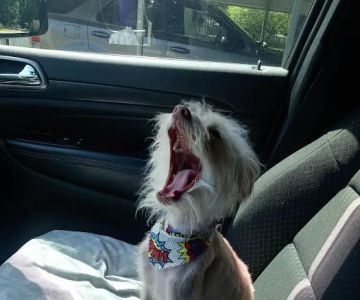 Mt. Hermon Animal Medical Center