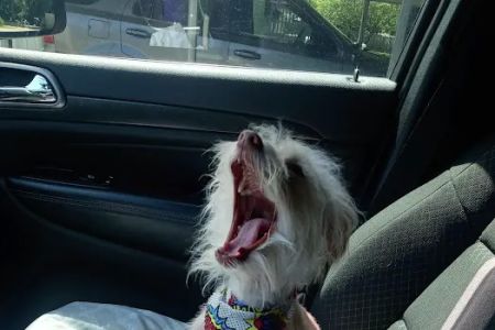 Mt. Hermon Animal Medical Center