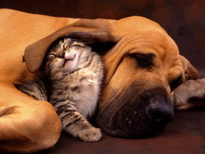 Mt. Hermon Animal Medical Center 12