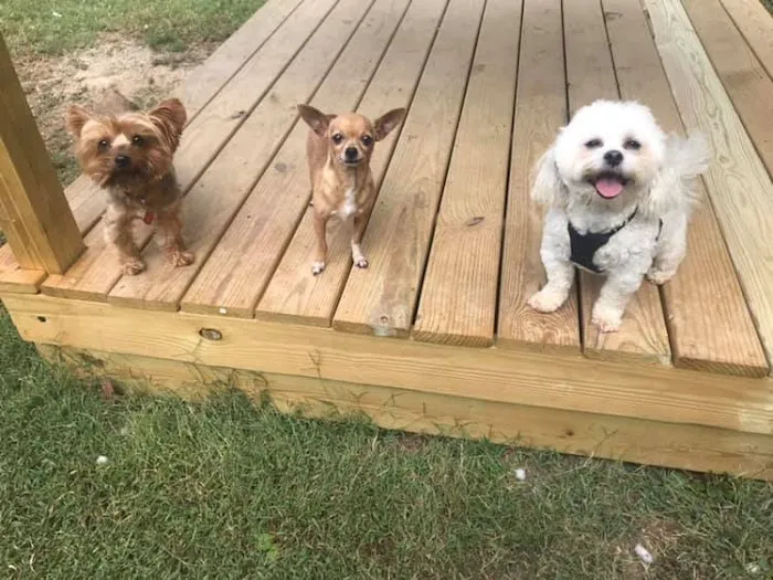Mt. Hermon Animal Medical Center 12