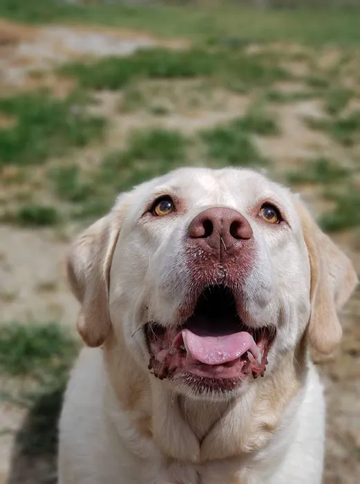 Mt. Hermon Animal Medical Center 12
