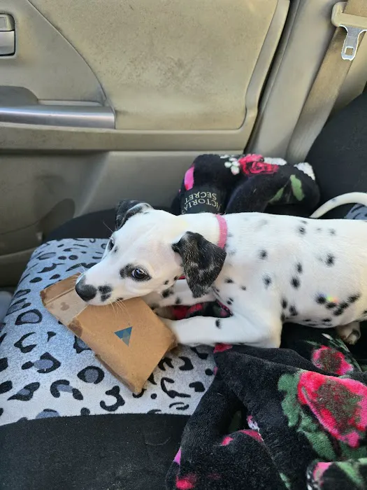 Carolina-Virginia Animal Hospital 12