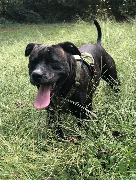 Carolina-Virginia Animal Hospital 12
