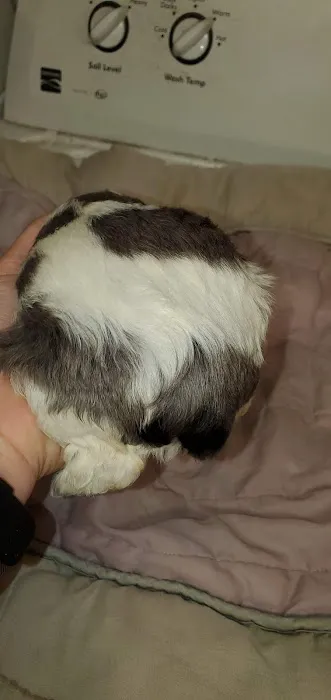 Carolina-Virginia Animal Hospital 12