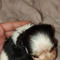Carolina-Virginia Animal Hospital ico