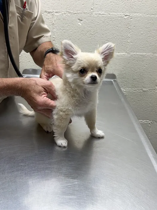 Carolina-Virginia Animal Hospital 12