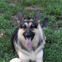 Cherrystone Veterinary Hospital ico
