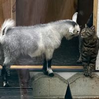 Chatham Animal Clinic ico