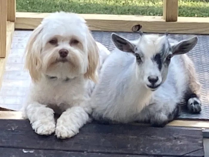 Chatham Animal Clinic 12