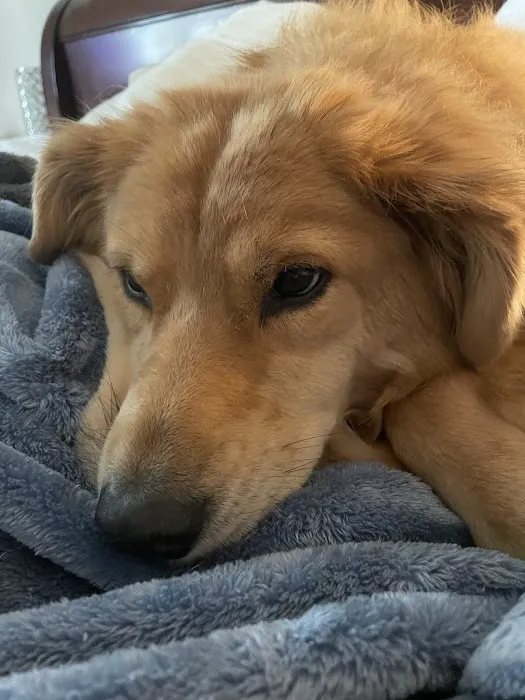 Smith Mountain Lake Animal Hospital 8