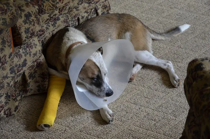 Smith Mountain Lake Animal Hospital 4