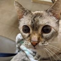 Smith Mountain Lake Animal Hospital ico