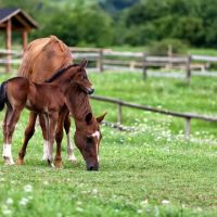 Willamette Valley Equine Veterinary Services ico