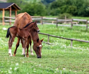 Willamette Valley Equine Veterinary Services