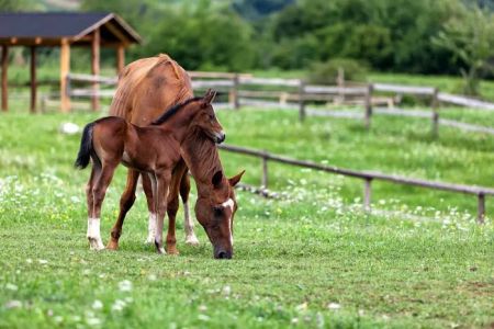 Willamette Valley Equine Veterinary Services
