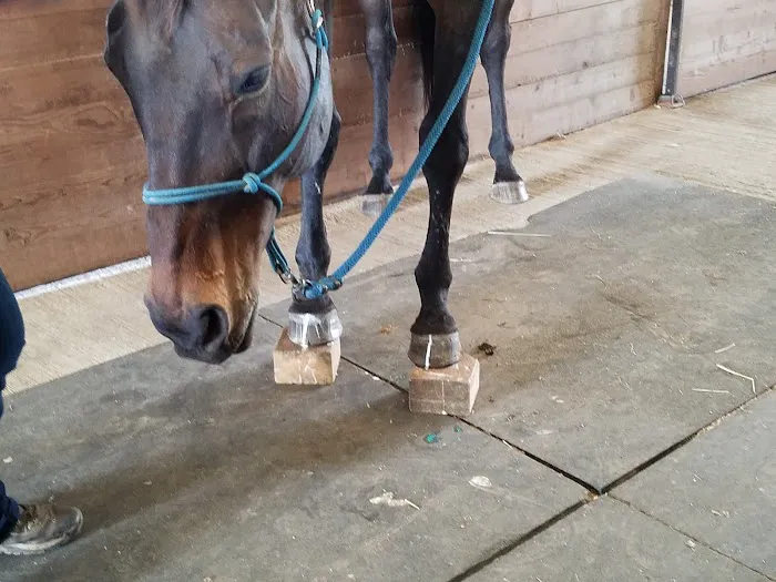 Zephyr Equine Veterinary Services 1