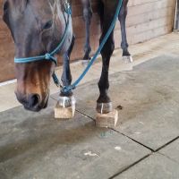 Zephyr Equine Veterinary Services ico