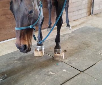Zephyr Equine Veterinary Services