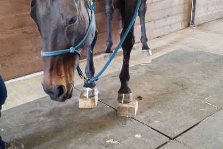 Zephyr Equine Veterinary Services
