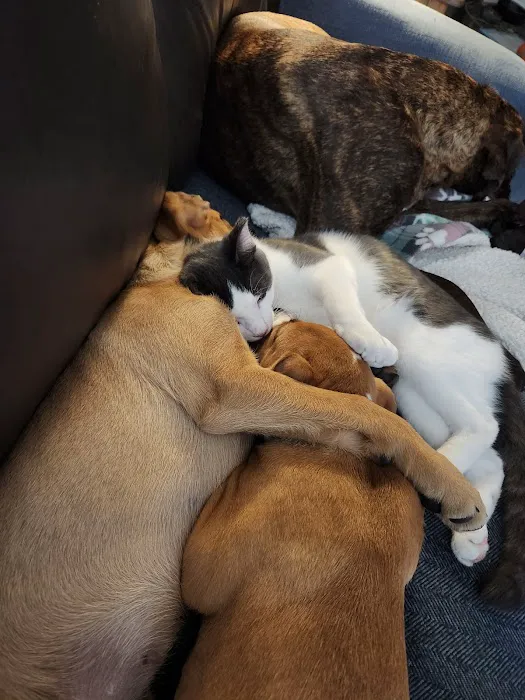 Sherwood Family Pet Clinic 9