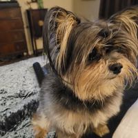 Abiqua Animal Clinic ico
