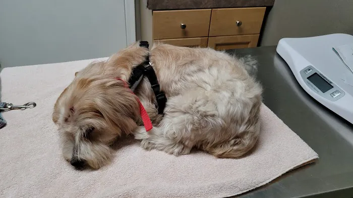 Silver Creek Animal Clinic LLC 1