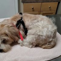Silver Creek Animal Clinic LLC ico