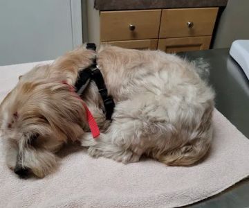 Silver Creek Animal Clinic LLC