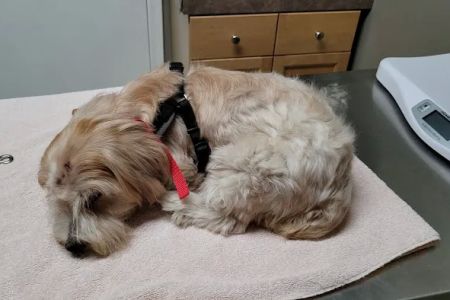 Silver Creek Animal Clinic LLC