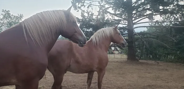 Silver Creek Equine PC 1