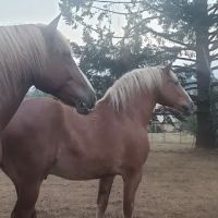 Silver Creek Equine PC ico
