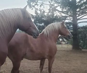 Silver Creek Equine PC