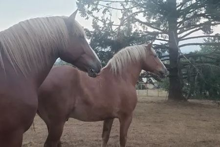 Silver Creek Equine PC