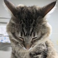 Woodburn Veterinary Clinic ico