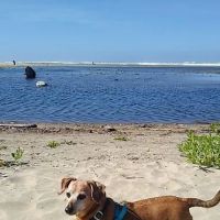 Companion Pet Clinics ico