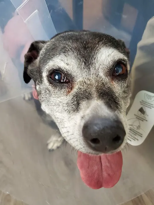 Woodburn Pet Hospital 12