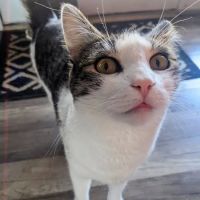 Woodburn Pet Hospital ico