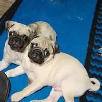 Mid-Valley Veterinary Clinic ico
