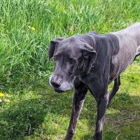 Aumsville Animal Clinic, LLC ico