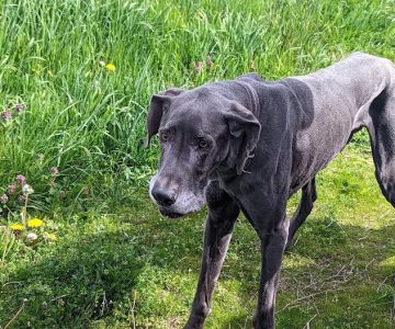 Aumsville Animal Clinic, LLC