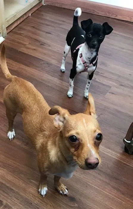 Pico Veterinary Clinic San Clemente 4