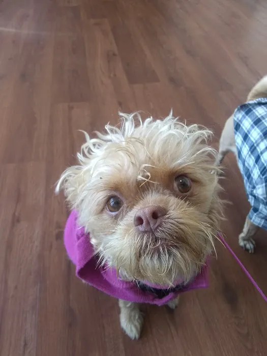 Pico Veterinary Clinic San Clemente 5