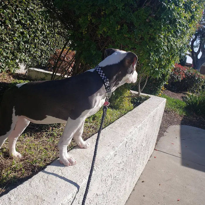 Avenida Animal Hospital 8