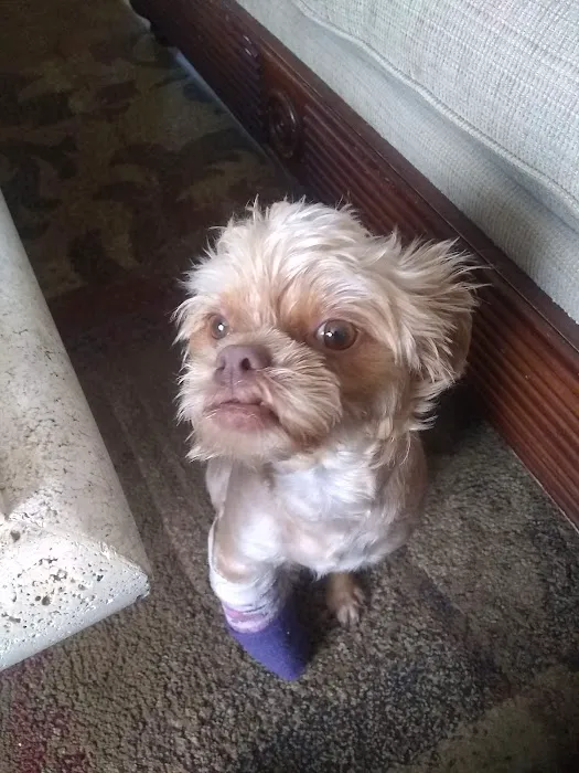 Avenida Animal Hospital 4