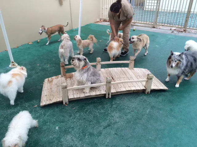 Banderas Pet Hospital & Boarding 12