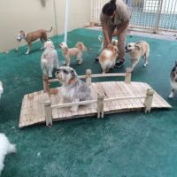 Banderas Pet Hospital & Boarding ico